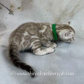 Seal Mink Spotted Tabby Bengal Kitten