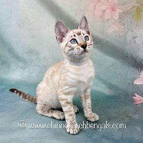 Bengal Kitten Chinookarch Coco