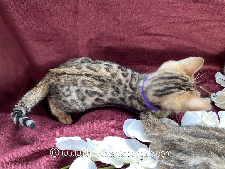 Chinook Arch Bengals
Bengal kittens in Alberta, Canada