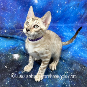 Mink Spotted Tabby Bengal Kitten