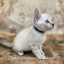 Bengal Kitten Chinookarch Hula
