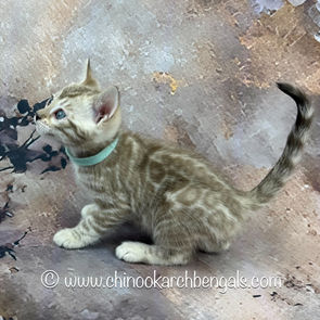 Seal Mink Spotted Tabby Bengal Kitten
