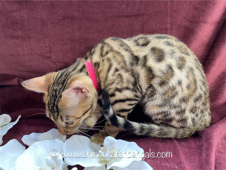 Chinook Arch Bengals
Bengal kittens in Alberta, Canada