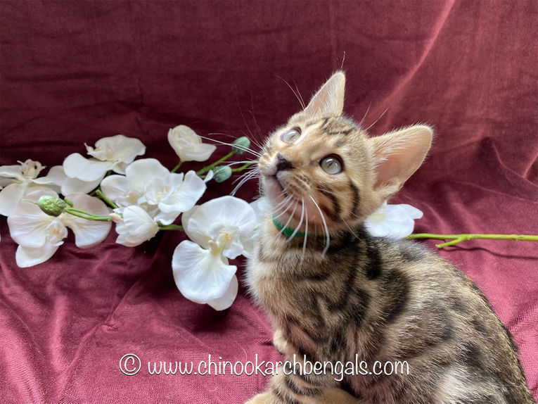 Chinook Arch Bengals
Bengal kittens in Alberta, Canada