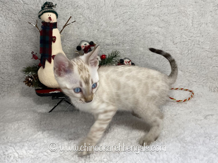 eZy Watermark_19-12-2021_05-47-59PM.jpeg
