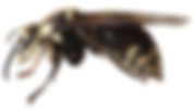 Baldface Hornet (1).jpg