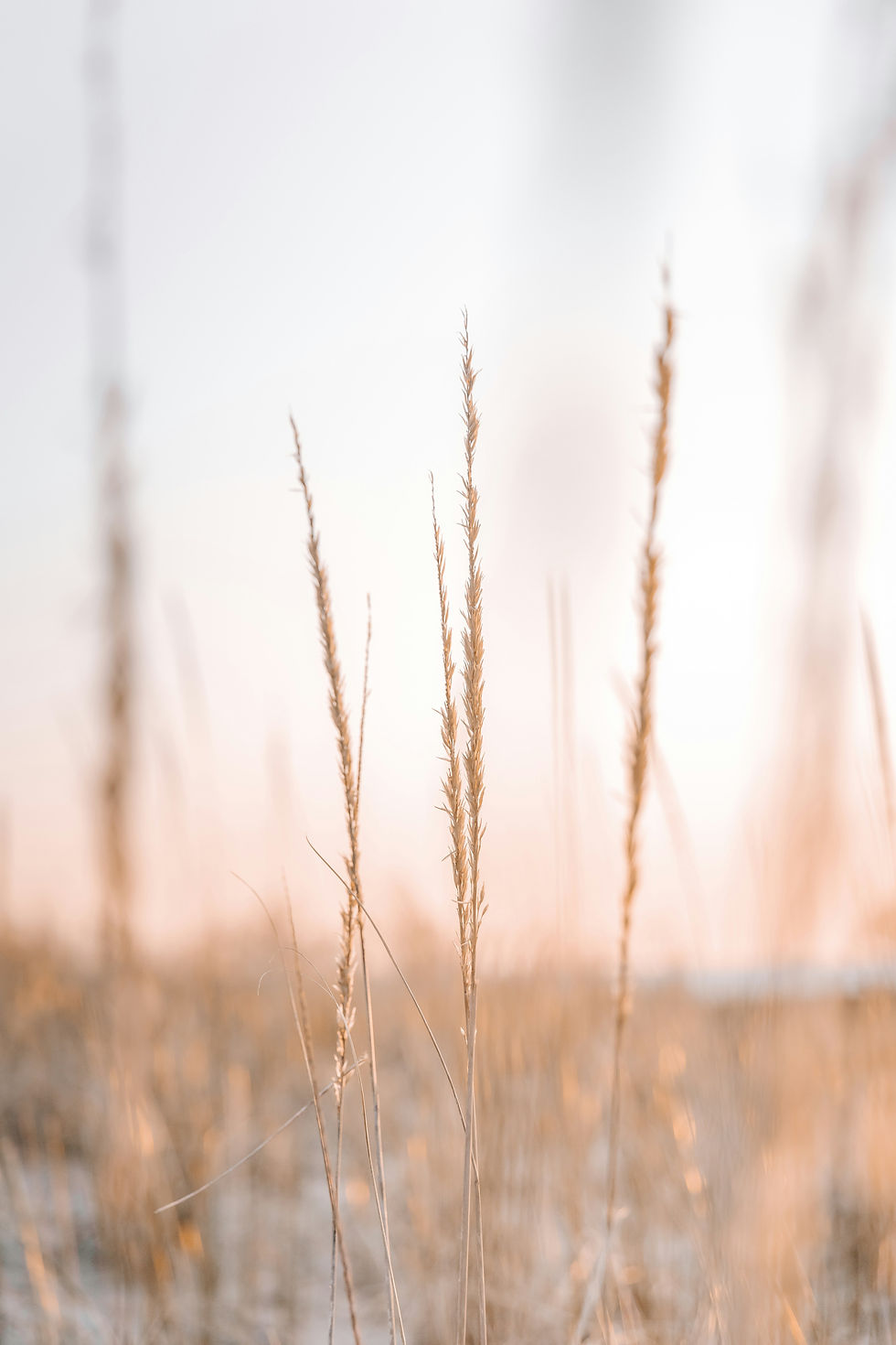 Hans Isaacson Unsplash (1).jpg