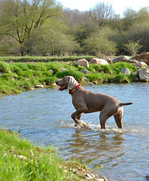 Shade standing in the snow