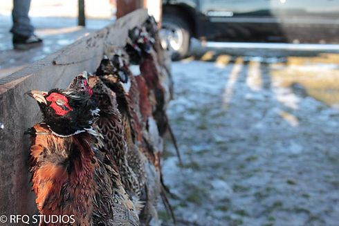 pheasant closeup.jpg