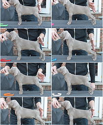 Shade standing in the snow