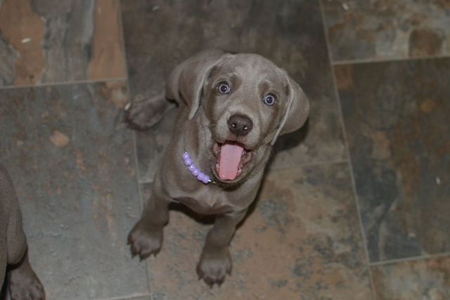 Mauve Girl at 7 weeks