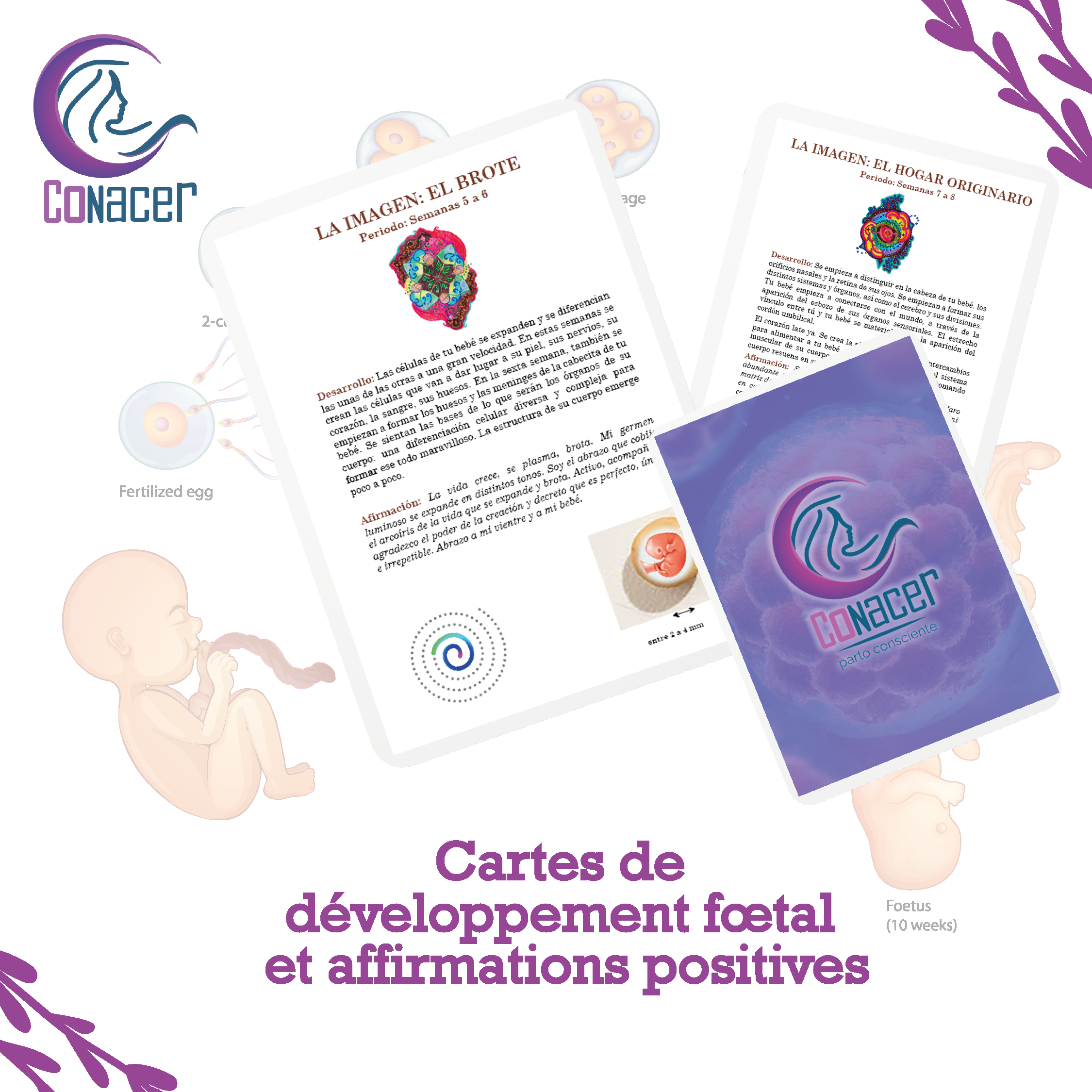 Cartes de développement fœtal et affirmations positives