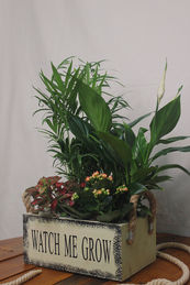 CAJA VINTAGE DE PLANTAS VIVAS.jpeg