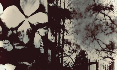 Nocturnal Daisy GIF image by hiromi suzuki 03.gif