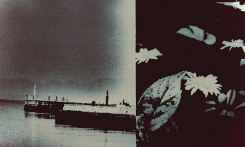 Nocturnal Daisy GIF image by hiromi suzuki 02.gif