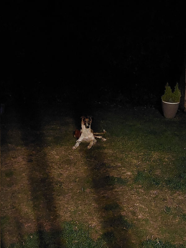 Just a dog by Laura Keogh.jpg