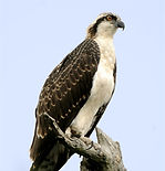 Balbuzard_pêcheur-Rapace-8364.jpg 2015-4