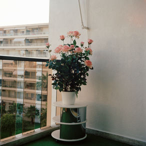 10月・11月はバラの苗購入に最適な時期