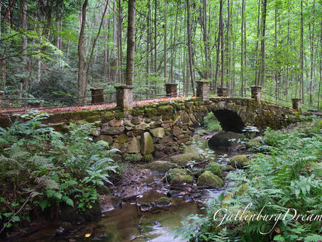 Fireflies in the Smoky Mountains