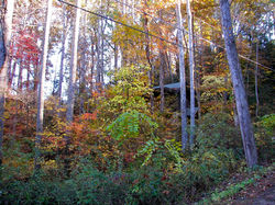 Gatlinburg Cabin in Woods