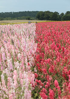 2025 Shropshire Petal Fields 50.jpg