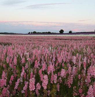 Sunset at Shropshire Petal Fields.JPG