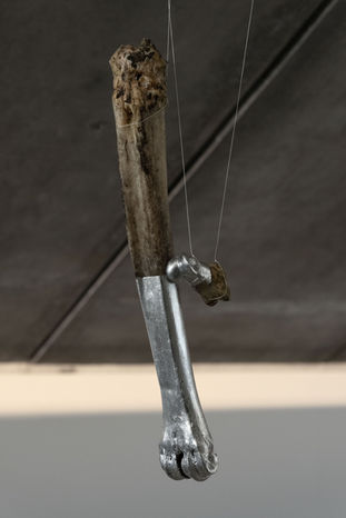 Suspended animal bone sculpture, one side raw and weathered, the other silvered — hovering above a glowing sheet of parchment in a dimly lit exhibition space.