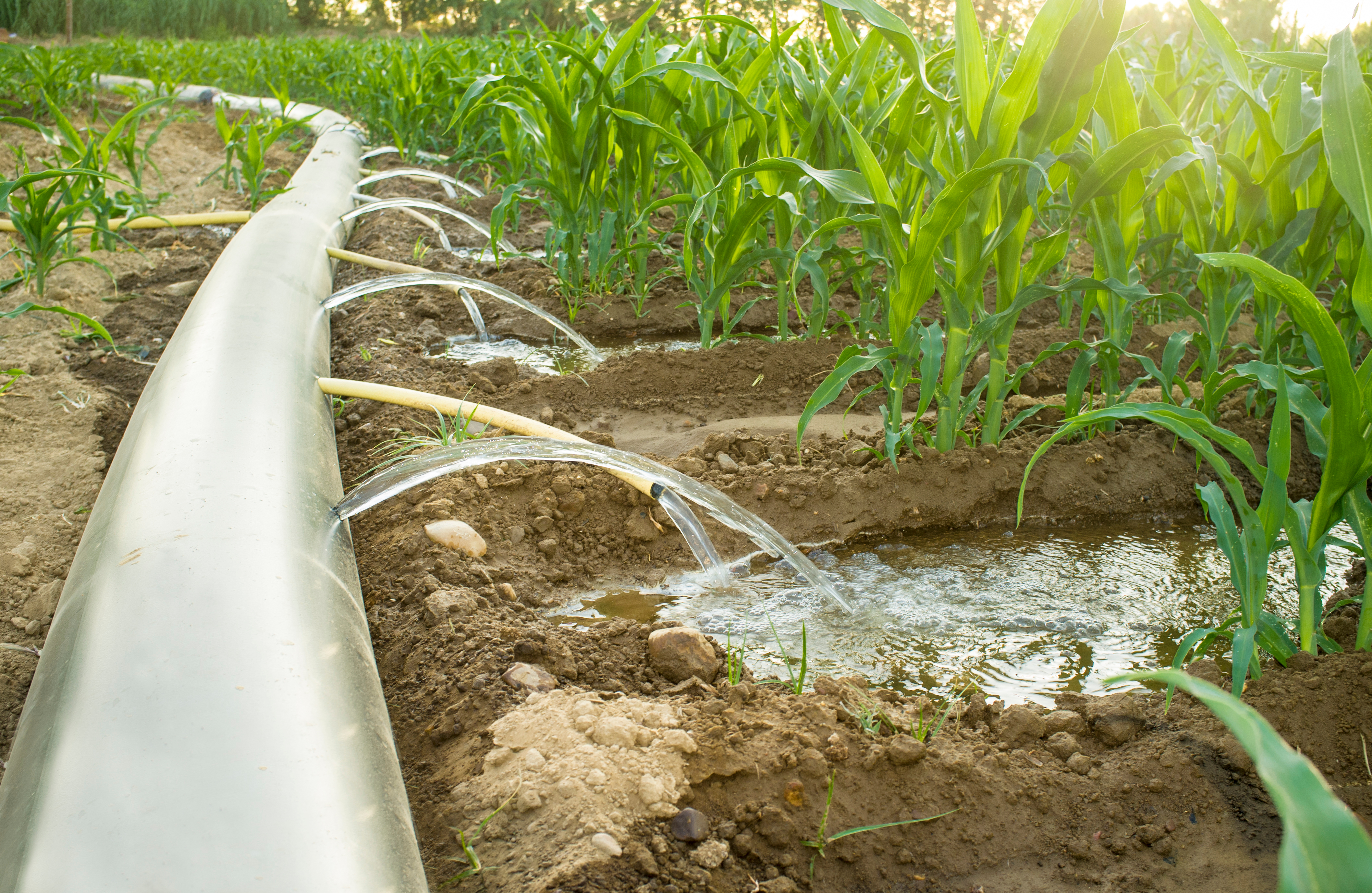surface-irrigation.jpg