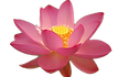 ハス実物透過.png