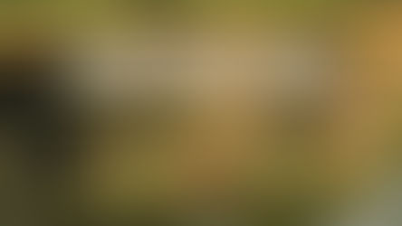 An Unforgettable Wildlife Experience: Tadoba Safari