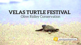 Velas Turtle Festival - Olive Ridley Conversation