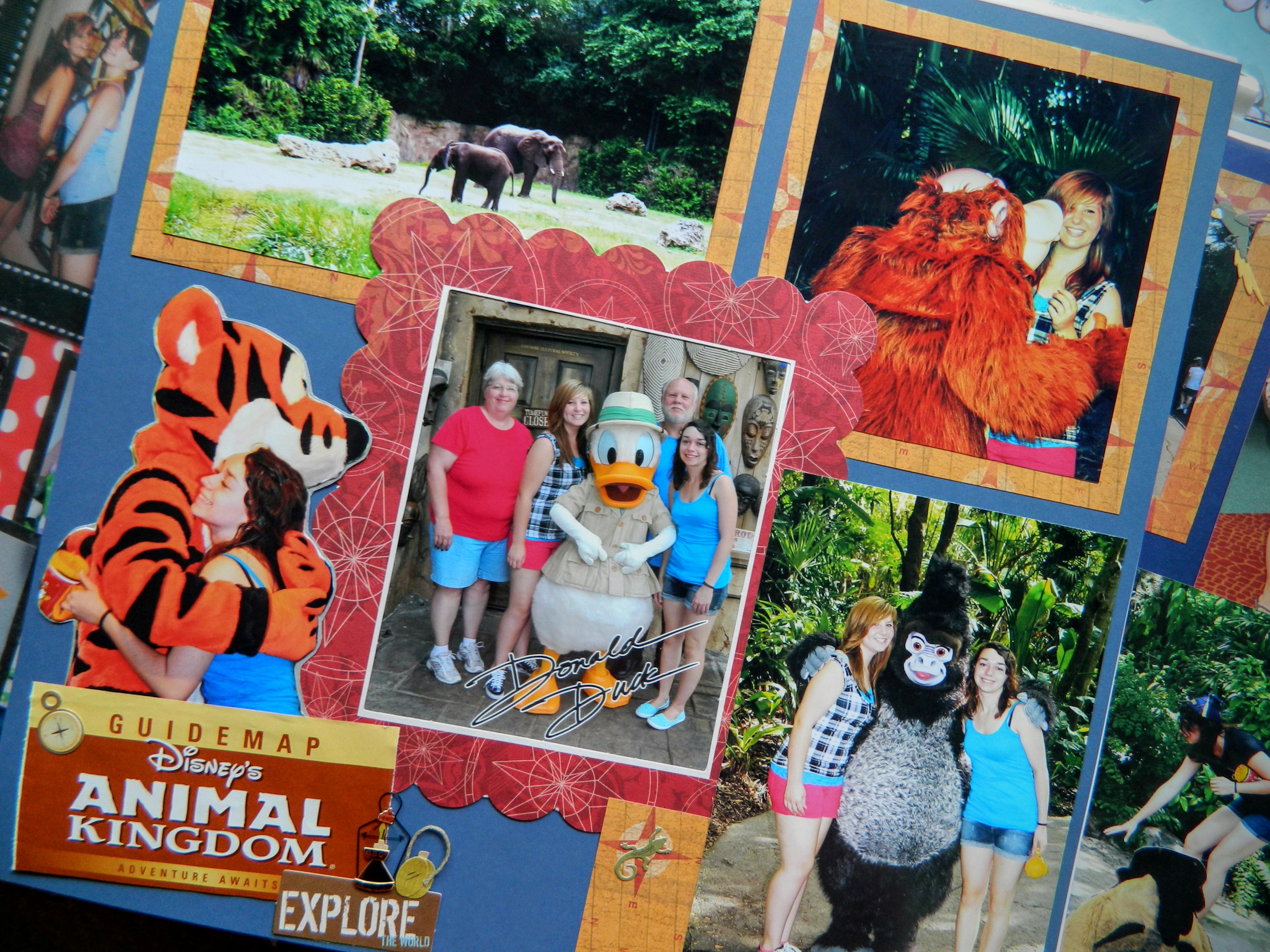 animal kingdom
