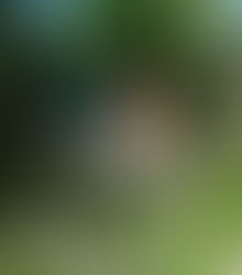 Painted Tin Rooster Yard Art