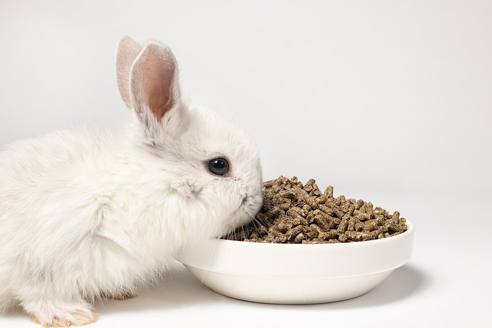 Rabbit-eating-feed-144355985.jpg