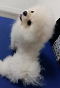 Alopecia X
