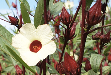 エイジングのハーブ ローゼル