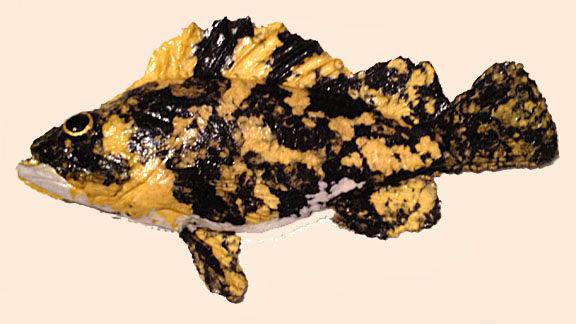 Black And Yellow Rockfish $60