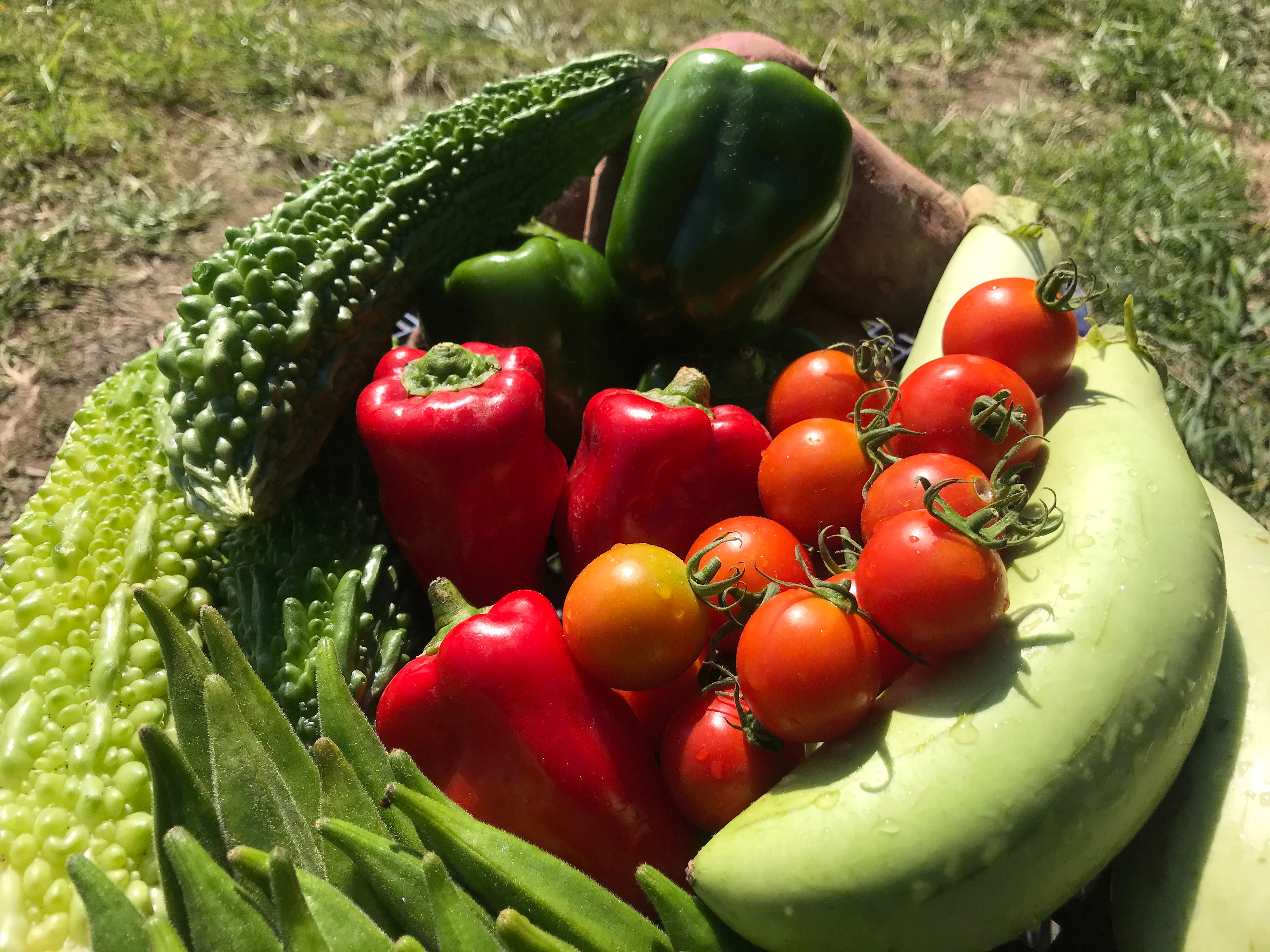 【大容量やさいBOX：松】旬な野菜セット（竹の②倍）〜栽培期間中無農薬・無化学肥料〜期間限定¥6,000→¥3,000!!
