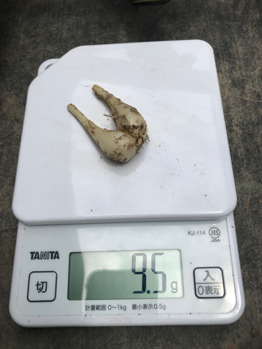 鹿児島県産　土付きらっきょう　Sサイズ　約20キロ 鹿児島県産 土付きらっきょう Sサイズ 約20キロ ラスト1☆20kg大