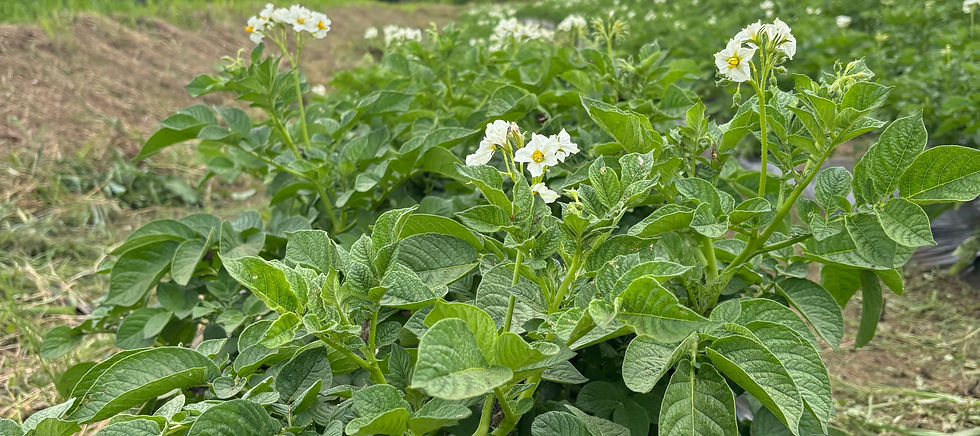 サムネイル： 【第一弾500kg限定予約／5月28日解禁】日本初・調理保証付きじゃがいも「ニシユタカ」梅 1kg（送料込み1,200円／小山田テロワール）※お一人様3kg迄