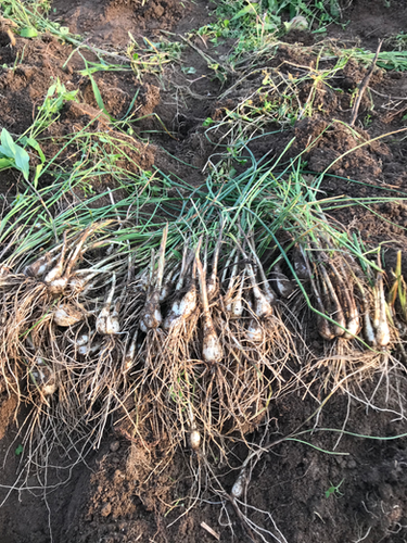 鹿児島県産　土付きらっきょう　Sサイズ　約20キロ 鹿児島県産 土付きらっきょう Sサイズ 約20キロ ラスト1☆20kg大