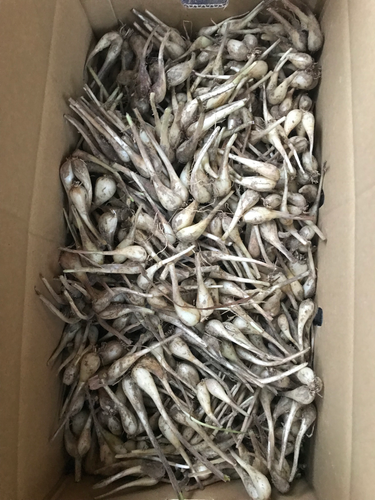 旬☆20kg大容量！【土付き/らっきょう】小粒でシャキシャキッ