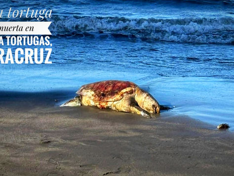 Un mar que arde en silencio: el derrame del Golfo de México