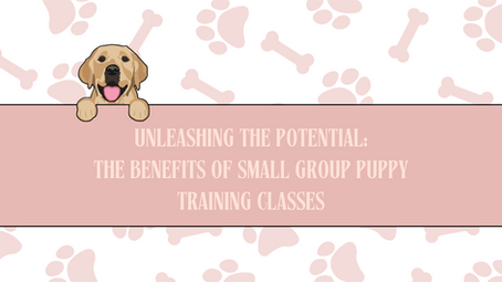 Unleashing the Potential: The Benefits of Small Group Puppy Training Classes