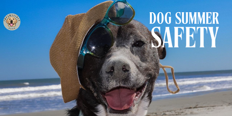 Summer Safety for Dogs: Keeping Your Furry Friends Cool and Happy in the Heat