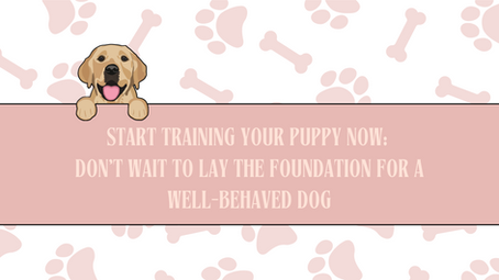 Start Training Your Puppy Now: Don't Wait to Lay the Foundation for a Well-Behaved Dog