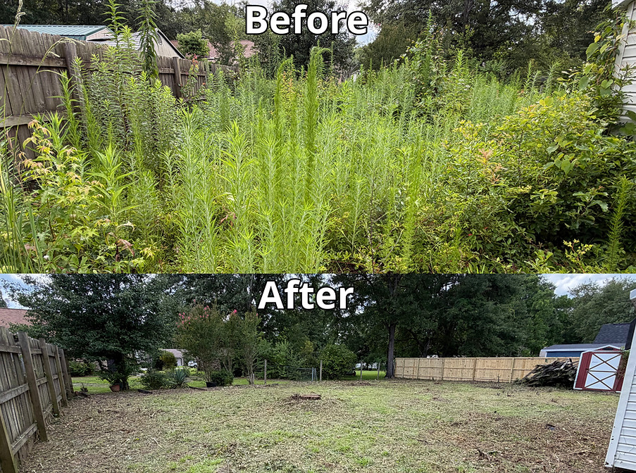 Overgrown property before cleanup and reclamation