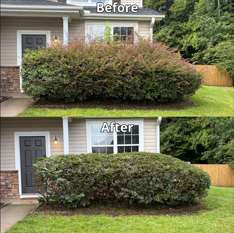 Before and after landscaping projects: trimmed hedges.