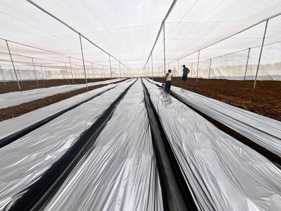 Commercial Turmeric Farm Being Set up for a Mission Haldrak Grower.