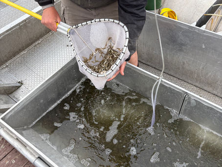 95,000 Walleye Fingerlings Stocked in Fox Lake